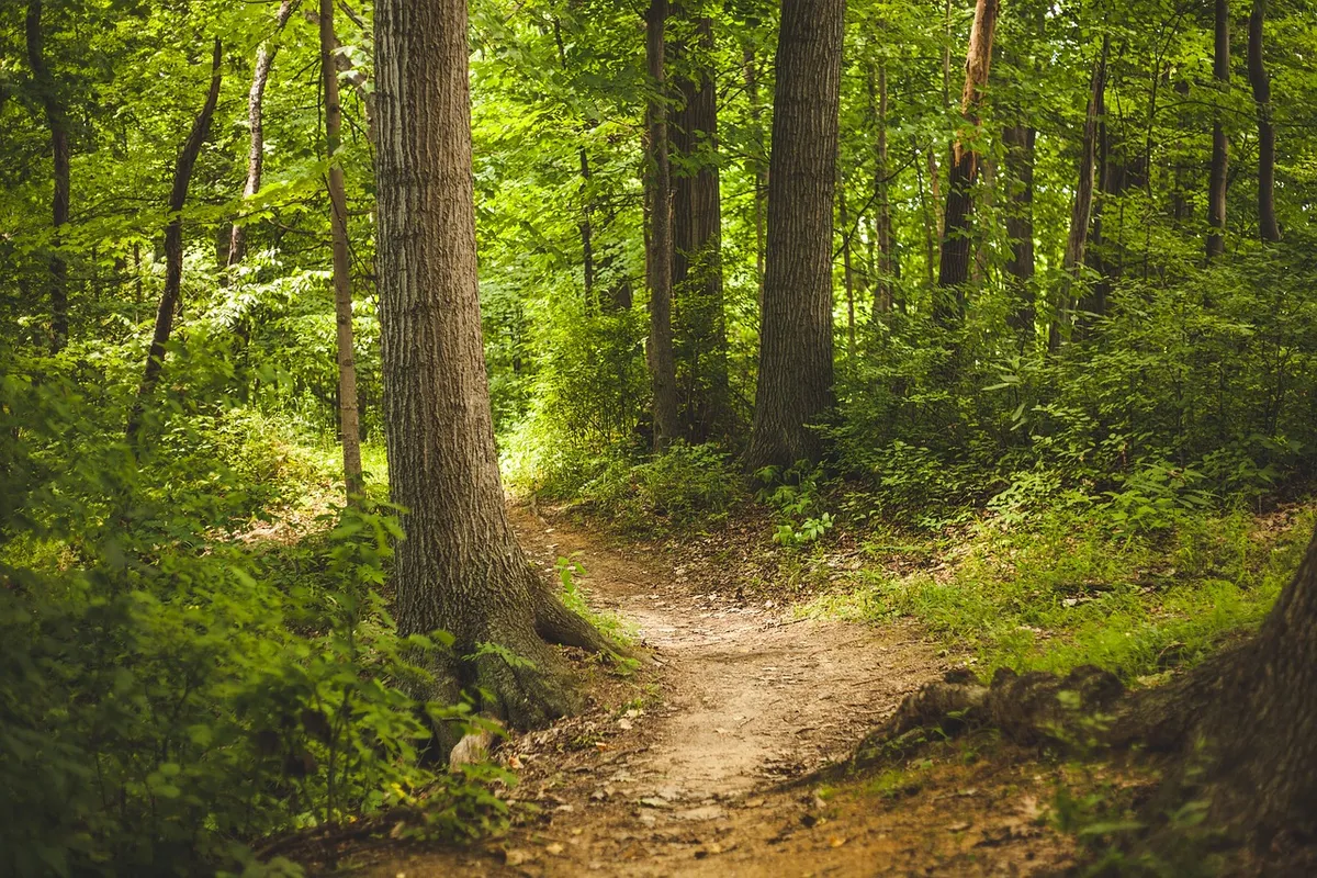 forest, trees, woods, nature, outdoors, path, woodlands, glade, trail, forest path, forest trail, nature path, nature trail, forest, forest, forest, forest, for