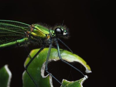 Tecnica Tedesca: 8 Segni di Eccellenza nei Canali Tech Video