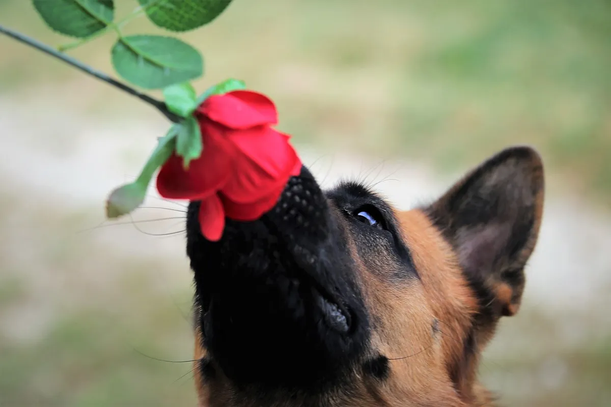 red rose, dog, german shepherd, sniffing, pet, nature, domestic dog, canine, mammal, animal